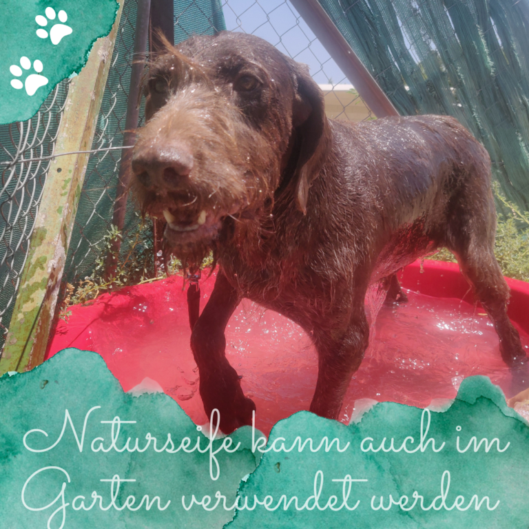 Nachhaltige Fellpflege für deinen Hund Gesund und natürlich!