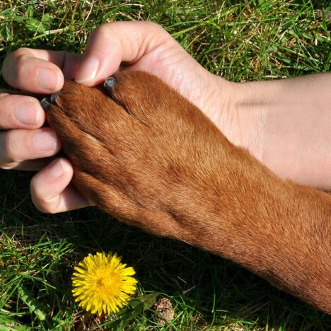 Nachhaltige Hundeleckerlis: Gesunde und leckere Snacks für deinen Hund