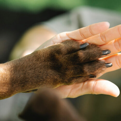 Pflegehund Nummer 5: Bongo – Riesige Narbe, weiches Herz