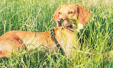 Patenschaft für einen Hund aus dem Tierschutz übernehmen